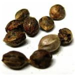 Семена марихуаны АК-47  (Seeds AK-47) в Южно-Сухокумске